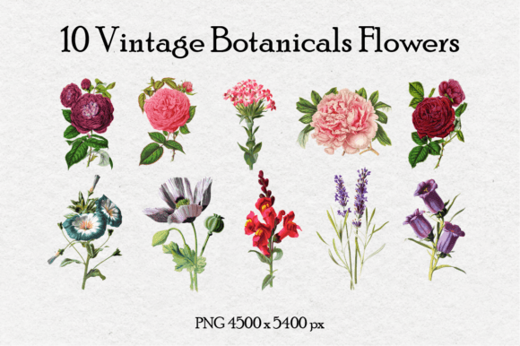 10 Antique Vintage Botanical Flowers Vol